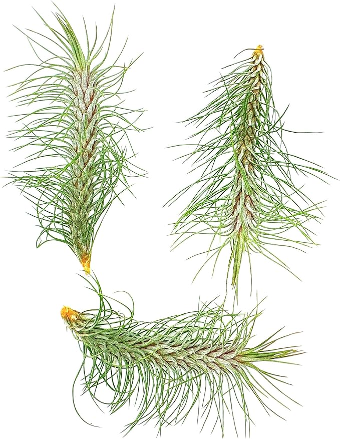 Air Plants - Colombian Tillandsia Funckiana, Large 5" - 3ct - Live Arrival Guaranteed - House Plants for Home Decor & Gift