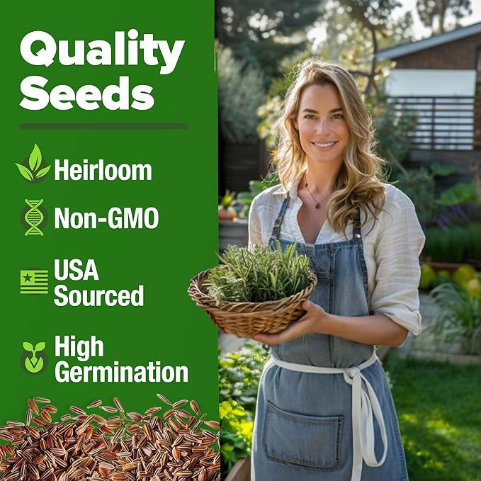 HOME GROWN 𝗨𝗦𝗔 𝗣𝗥𝗘𝗠𝗜𝗨𝗠 Rosemary Seeds Pack - 150 High Germinating 𝗡𝗢𝗡-𝗚𝗠𝗢 Heirloom Herb Seeds for Planting in Indoor or Outdoor Herb Gardens (Salvia rosmarinus)