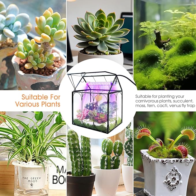 Plant Terrarium Kit with Grow Light, Rifny Large Glass Terrarium Jar with Absorbent Mat and Lid for Venus Fly Trap Succulent Live Air Plants Indoor Home Office Decor (Black, 8.9 x 5.9 x 9.9 inch)