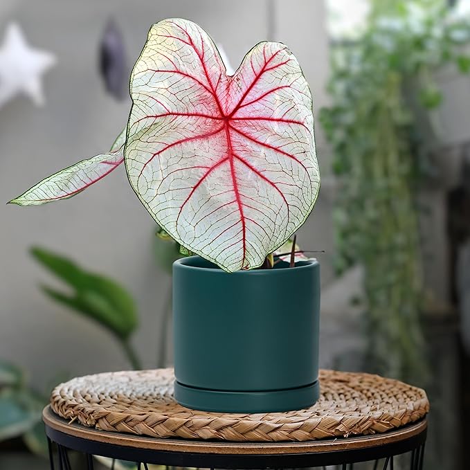 D'vine Dev 4.6 Inch, Ceramic Planter Pot with Drainage Hole and Saucer, Indoor Cylinder Round Planter Pot, Teal, 94-O-B-9