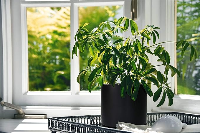 D'vine Dev 4.6 Inch & 6 Inch Ceramic Planter Pots for Plants with Drainage Hole and Saucer, Small Plant Pots Set, Black, 94-G-S-2