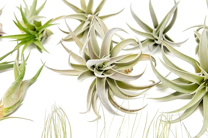 50 Pack of Classic Air Plants Variety - Live Succulent House Plants - Available in Wholesale and Bulk - Home and Garden Decor - Easy Care Indoor/Outdoor Air Plant