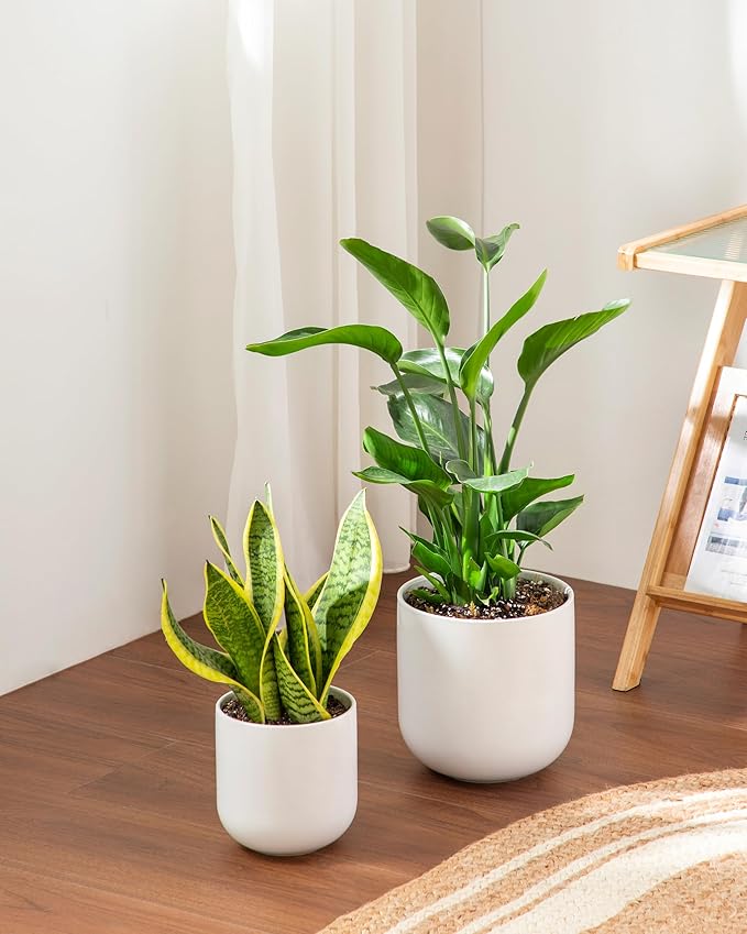 vancasso 6 Inch Ceramic Plant Pots, Planters with Drainage Hole, Flower Pots Planters Pots for Indoor Plants, Modern Indoor Decorative Garden Pot, Home Decor, White