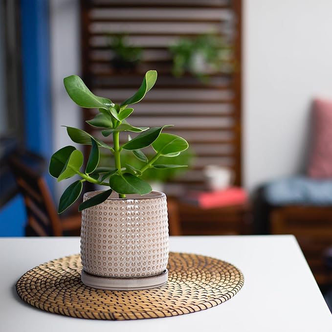 D'vine Dev Set of 2 Ceramic Plants Pots, 4 Inch Beaded Stoneware Flower Pot for Plants with Drainage Hole and Saucer, Light Brown, 27-E-Z-4