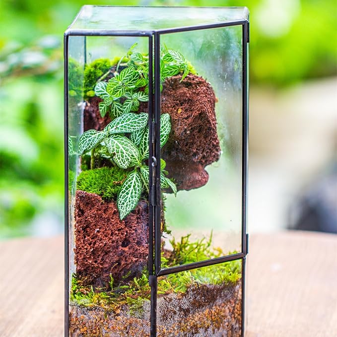 NCYP Front Opening Glass Terrarium with Door for Succulents, Small Plants - Closed Geometric Container Planter, Indoor Tabletop Wall Corner Landscape Decor, Black, 5" x 5" x 9.8" (Terrarium Only)