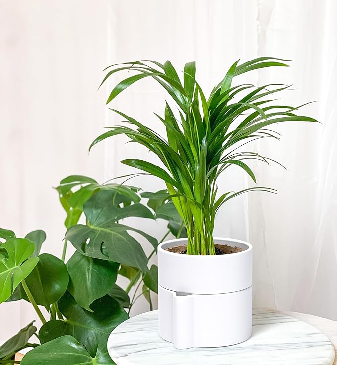 Phoenix Vine 6.5 Inch Self-Watering Planter Pot with Terracotta Insert, Deep Water Reservoir, and Ceramic-Alike BPA-Free Plastic Pot for Plant, Modern Planter for Houseplants, White, 53-A-S-1