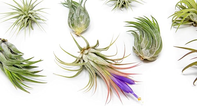 50 Pack Air Plants Assorted Tillandsia Ionantha - Live Succulent House Plants - Available in Wholesale and Bulk - Home and Garden Decor - Easy Care Indoor and Outdoor Plants