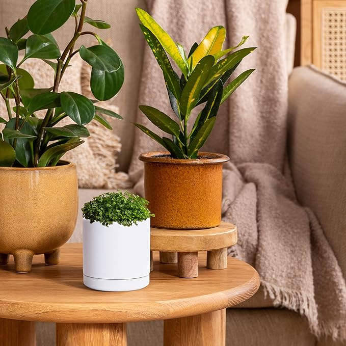 D'vine Dev Set of 2 Plants Pots, 3.5 Inch Ceramic Planter Pot for Plants with Drainage Hole and Saucer, White, 94-V-A-1