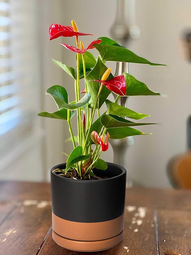 D'vine Dev 4.6 Inch & 6 Inch Ceramic Planter Pots for Plants with Drainage Hole and Saucer, Small Plant Pots Set, Black/Speckled Tan, 94-G-S-7