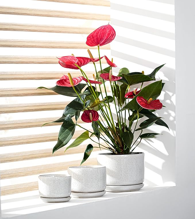 Ton Sin Plant Pots, 4.1+5.1+6.5 inch, Set of 3, Ceramic Planters with Drainage Hole and Saucer, Indoor Flower Pot with Hole Mesh Pad, Gifts for Mom(Reactive Glaze White)