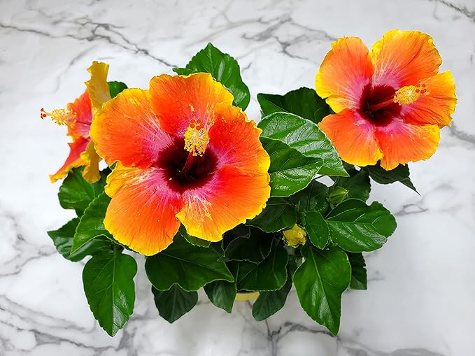 Fiesta Hibiscus Bush - Live Hibiscus Flowering Plant - Tropical Flower Plant - 1 Gallon Planter - Overall Height 10" to 14" - Tropical Plants of Florida (Plant Only)