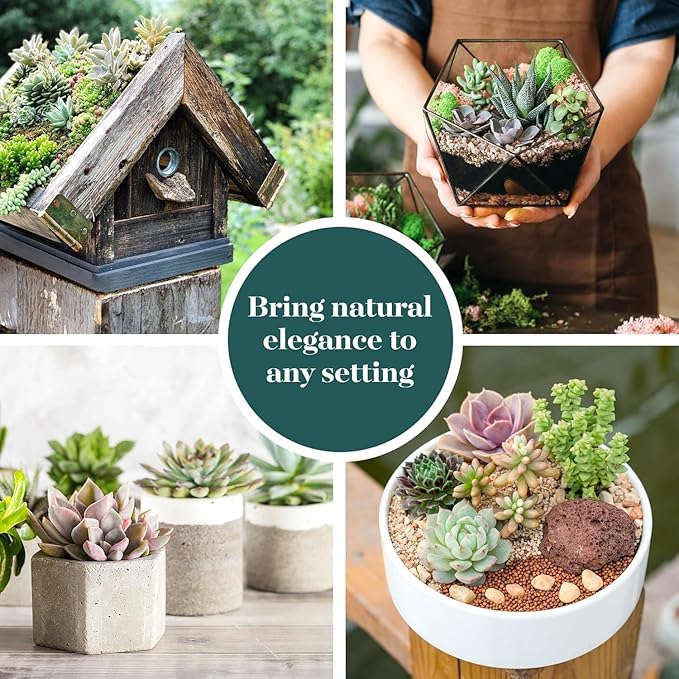 Shop Succulents Colorful Succulent Plant Pack 2" Grow Pot Pack of 40