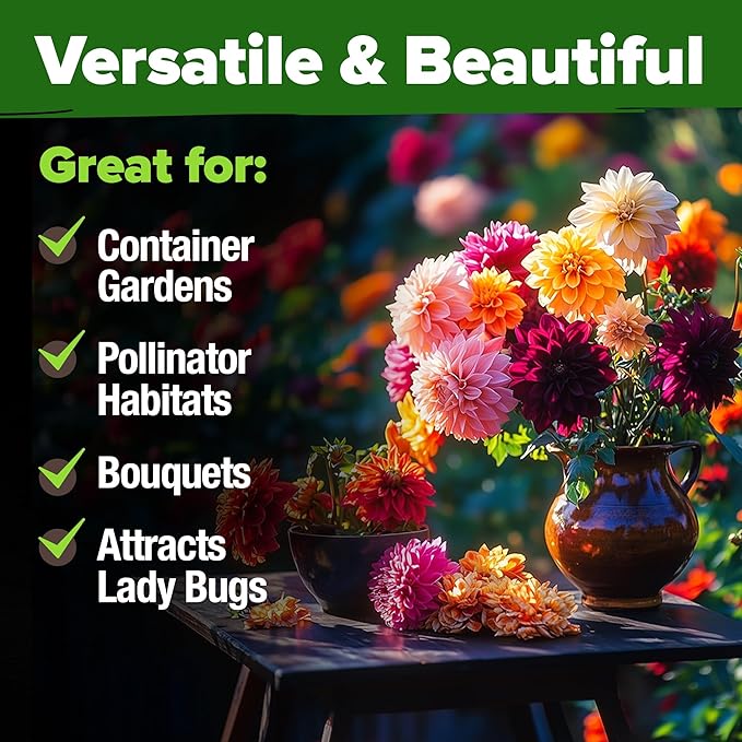 HOME GROWN 𝗨𝗦𝗔 𝗣𝗥𝗘𝗠𝗜𝗨𝗠 Zinnia Dahlia Seeds Pack for 2025 – 524 𝗡𝗢𝗡-𝗚𝗠𝗢 Flower Seeds | Vibrant Zinnia Elegans for Pollinator Gardens, Borders & Containers | Easy-to-Grow Outdoor Blooms