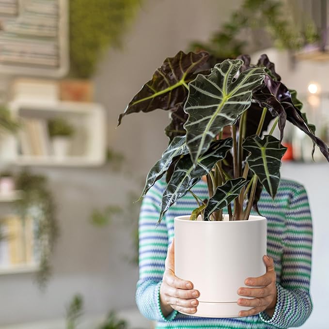 D'vine Dev 8 Inch Ceramic Planter Pot with Drainage Hole and Saucer, Indoor Cylinder Round Planter Pot, Oatmeal, 94-O-D-8