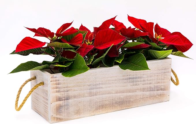 Wooden Planter Box with Handle, Rustic Whitewash, Plastic Liner l Garden Decor l Restaurant and Wedding Decorations l Table Centerpiece (12x4 w Handle Set of 4, Whitewash)