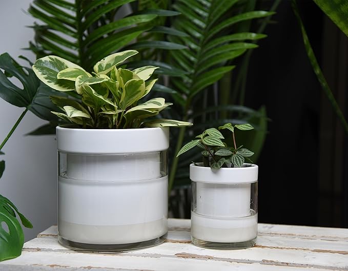 Phoenix Vine 6 Inch 4 Inch Self Watering Planter, White Terracotta Clay Pots with Glass Reservoir for Indoor Plants, Herbs, Flowers, 52-B-G-46
