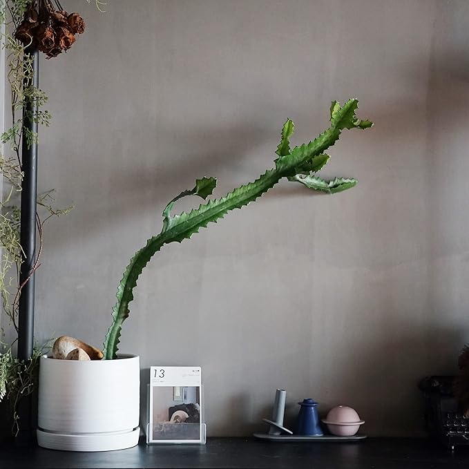 8 Inch Pots for Plants, Ceramic Planter Pot with Drainage Hole & Saucer, Indoor/Outdoor Cylinder Round Planter Pot, Matte White