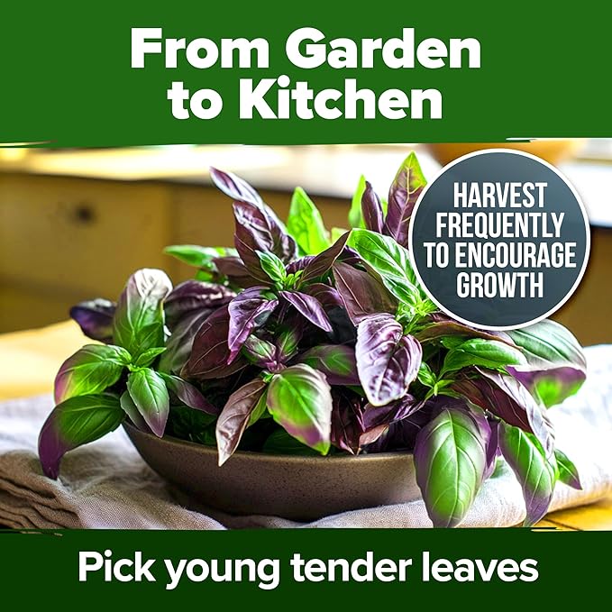 HOME GROWN Thai Basil Seeds Pack - 438 High Germination 𝗡𝗢𝗡-𝗚𝗠𝗢 𝗨𝗦𝗔 Heirloom Herb Seeds for Planting,Ideal for Growing Fresh Basil Planting Indoor or Outdoor(Ocimum basilicum var.thyrsiflora)