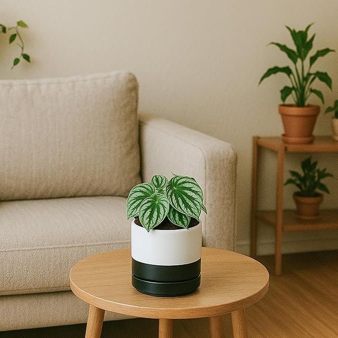 D'vine Dev 4.6 Inch Ceramic Planter Pot with Drainage Hole and Saucer, Indoor Cylinder Round Planter Pot, Layered Monochrome Black & White, 94-O-B-L