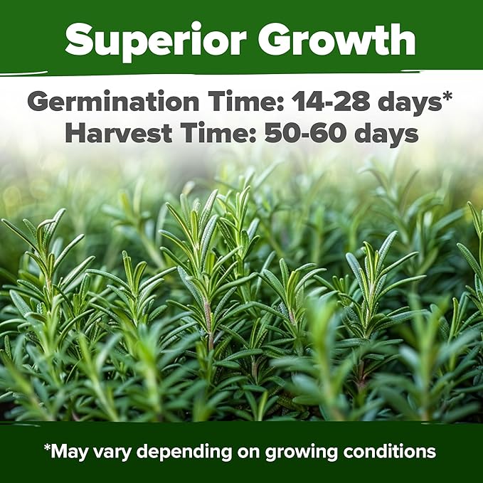 HOME GROWN Rosemary Seeds Pack - 300 High Germinating 𝗡𝗢𝗡-𝗚𝗠𝗢, 𝗨𝗦𝗔-𝗦𝗢𝗨𝗥𝗖𝗘𝗗 Heirloom Herb Seeds for Planting in Indoor or Outdoor Herb Gardens (Salvia rosmarinus)