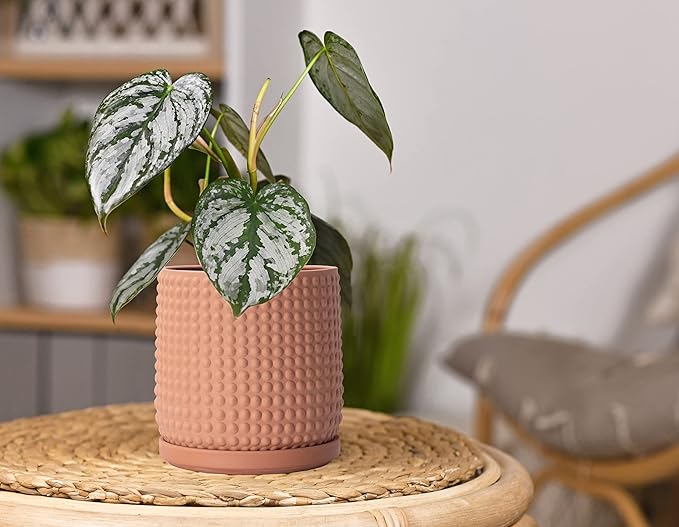 D'vine Dev Set of 2 Ceramic Plants Pots, 6 Inch Beaded Stoneware Flower Pot for Plants with Drainage Hole and Saucer, Terracotta, 27-E-X-7