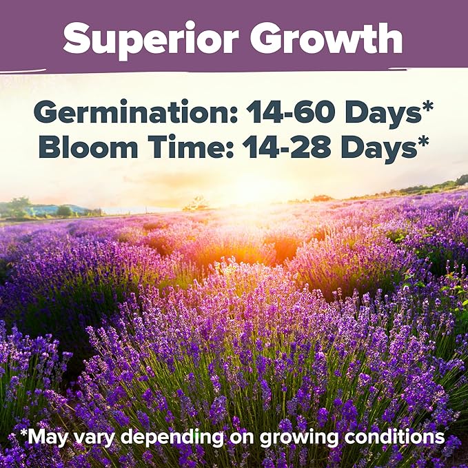 HOME GROWN 𝗨𝗦𝗔 𝗣𝗥𝗘𝗠𝗜𝗨𝗠 English Lavender Seeds 1,500+ 𝗡𝗢𝗡-𝗚𝗠𝗢 Wildflower Seed for Planting Indoor/Outdoor, High Germination, Plant Flower Seeds (Lavandula antustifolia)