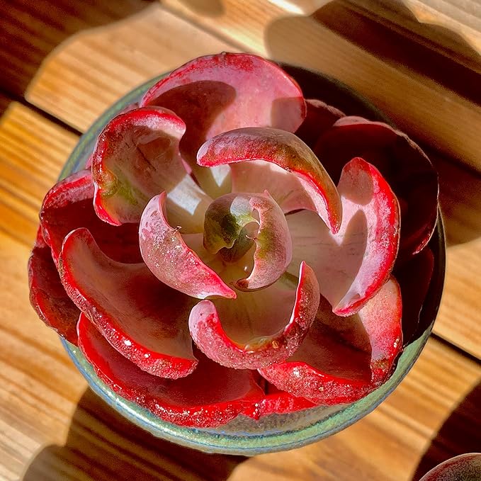 FWPP Cotyledon orbiculata ‘Variegated Heart of Moon’Live Succulent Plant in 2 Inch Pot, Red-Edged Variegated Leaves, Fully Rooted Easy Care Houseplant, Great Gift for Plant Lovers & Indoor Decor