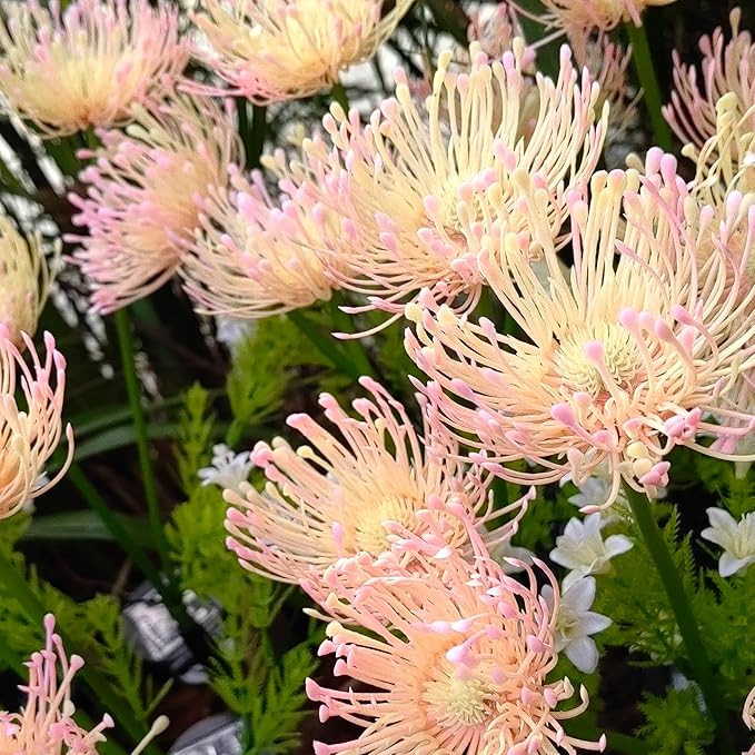 Solar Flower Lights for Garden Decor, 4Pack Pink Flowers with Green Stems, Solar Panel and Stake, Waterproof Solar Plant Lights for Outdoor Yard, Lawn, Path Decorations