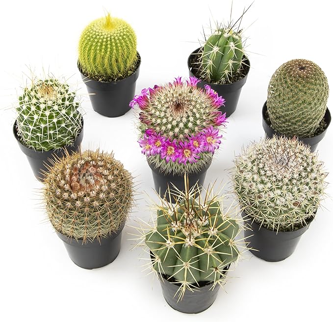 Altman Plants, Assorted Cactus Plants Live Cactus Decor (8PK), Cactus Plant Live Succulents Plants Live in Cactus Soil Potting Mix, Live Cacti Plants Live Succulent Plants Live Plants in Cactus Pot