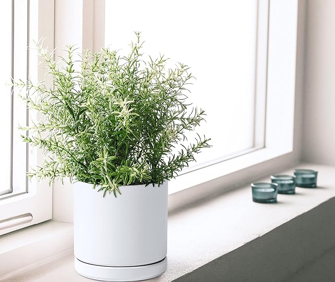 D'vine Dev 6 Inch & 8 Inch Ceramic Planter Pots for Plants with Drainage Hole and Saucer, Medium Plant Pots Set, White, 94-G-M-1