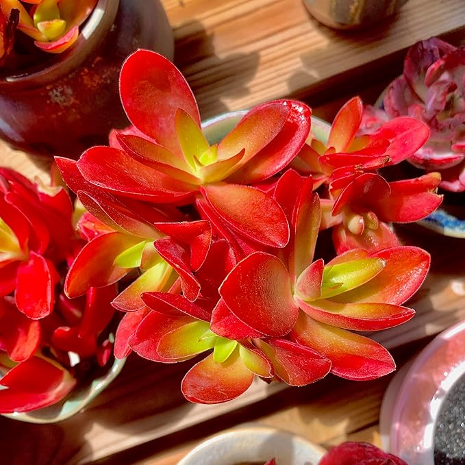 FWPP Crassula capitella 'Campfire' Live Succulent Plant in 3 Inch, Bright Red Leaves, Bare Root Without Pot Soil, Low Maintenance Houseplant, Great Gift for Plant Lovers & Home Decor