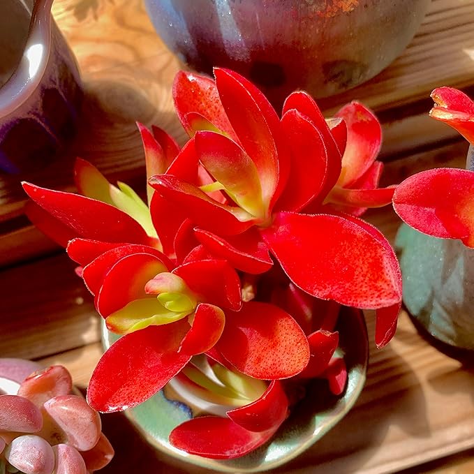 FWPP Crassula capitella 'Campfire' Live Succulent Plant in 3 Inch, Bright Red Leaves, Bare Root Without Pot Soil, Low Maintenance Houseplant, Great Gift for Plant Lovers & Home Decor