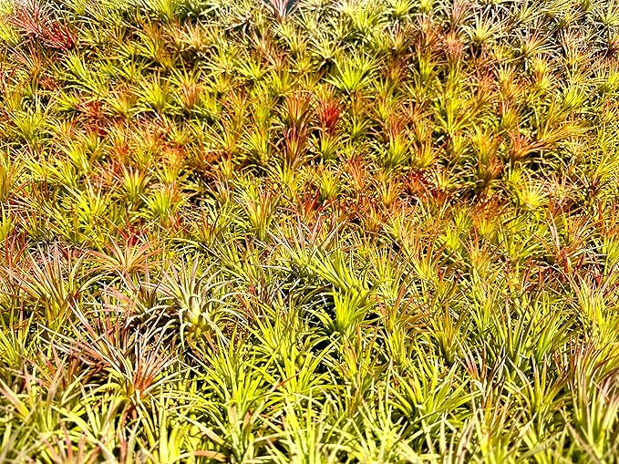 Air Plants - Tillandsia Ionantha Pack, Regular 1-3" - 12ct - Live Arrival Guaranteed - House Plants for Home Decor & Gift